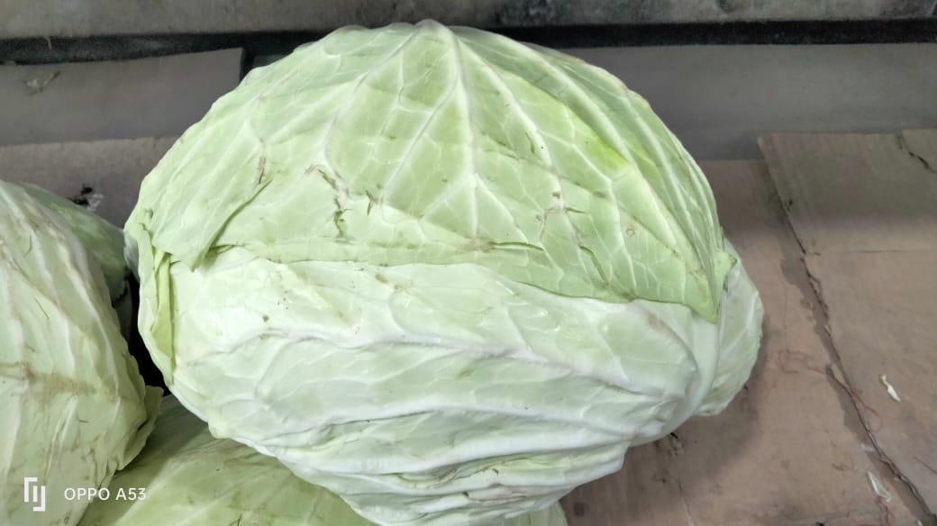 White Cabbage (Kubis Putih)