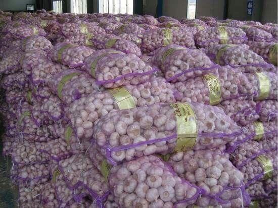 Fresh Garlic Impurities ≤ 1% Rotten Bulbs ≤ 2% Damaged Cloves ≤ 3% Storage Humidity 65%–75% Bulb Shape Round And