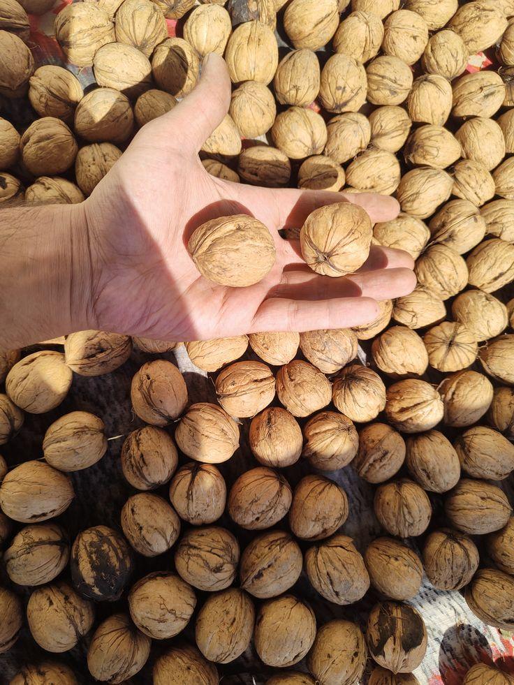 Factory Bulk Dried In-shell Walnuts Wholesale for Nut Roasting & Confectionery Raw Material
