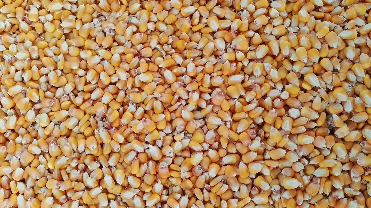 Yellow corn for animal feed Packaging Size in 50kg bags or as manufacturer's proposal
