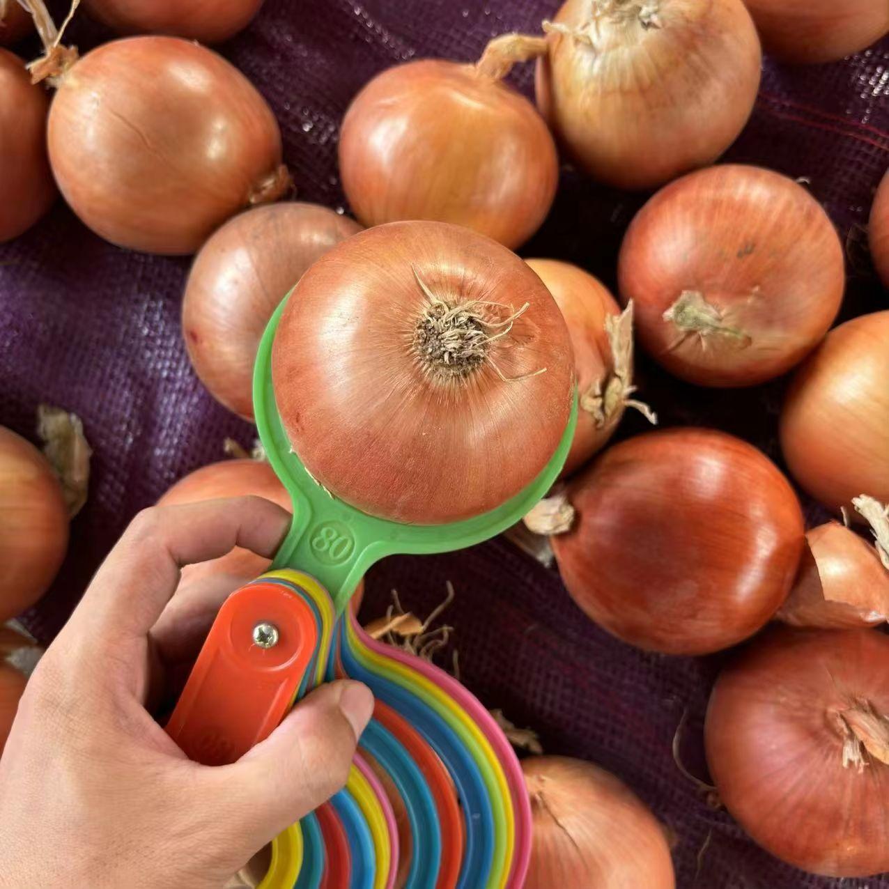  Fresh Yellow Onions Good Price Natural Healthy Onions Wholesale