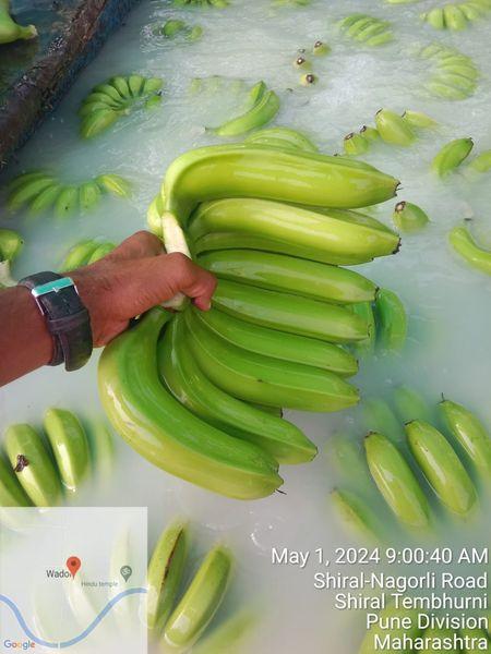 Premium Quality Organic Fresh Cavendish Bananas Top Choice for Fresh Fruits