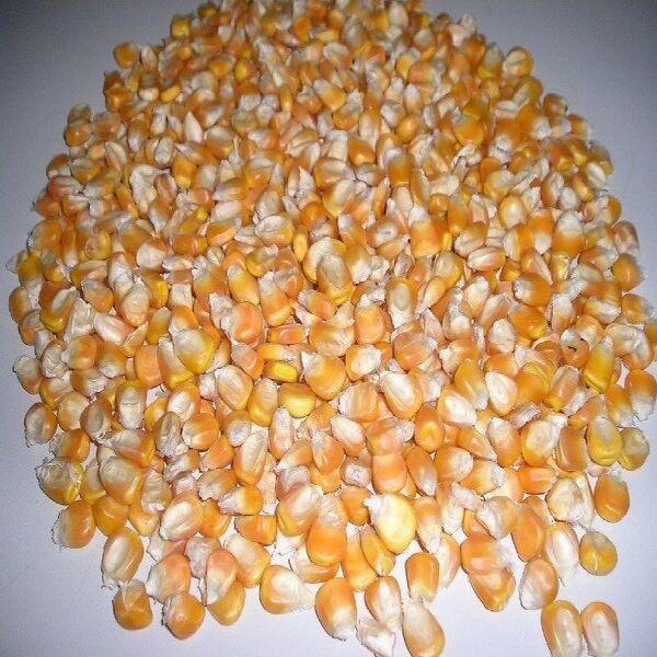 Dried Yellow Corn for Animal Feed and Human Consumption High Quality Sun Dried Maize Bulk Supply Export Grade