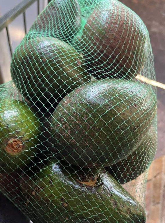 Premium Fresh Avocados from Kenya – Export Quality