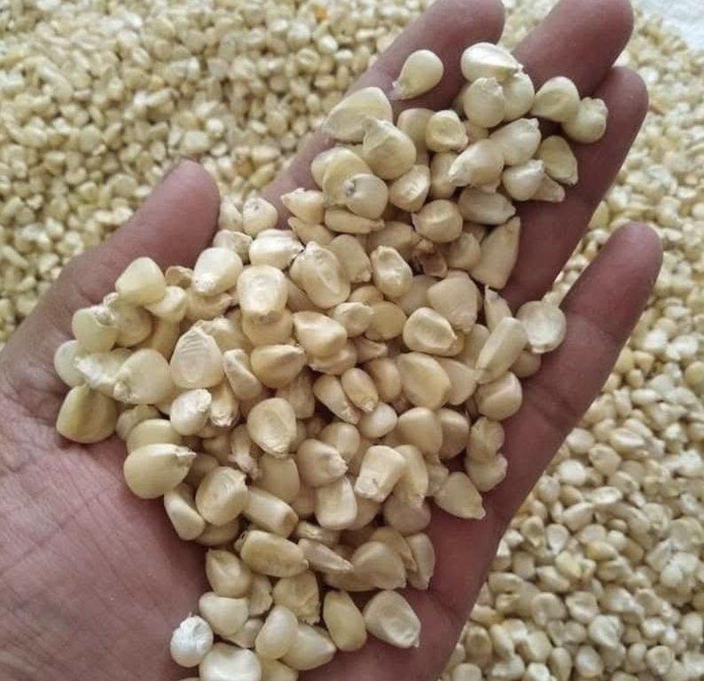 White & Yellow Maize (NON-GMO) Color White & Yellow GMO Status NON-GMO Approved