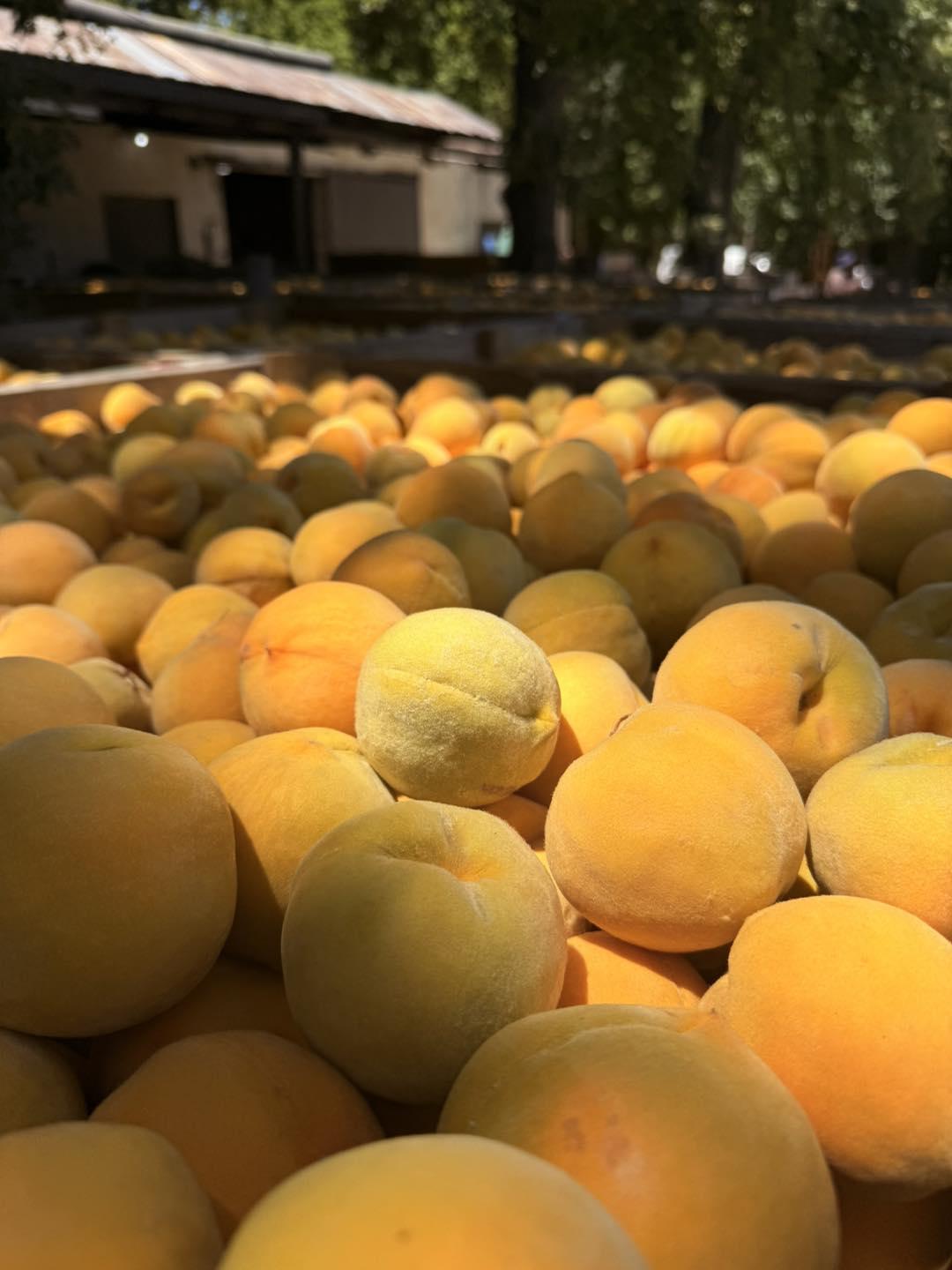 Fresh Sweet Apricots Grade A South Africa