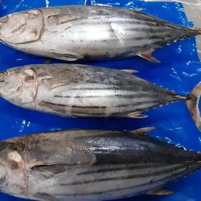 Get to Know the Top 10 Frozen Fish suppliers in South Africa - 12