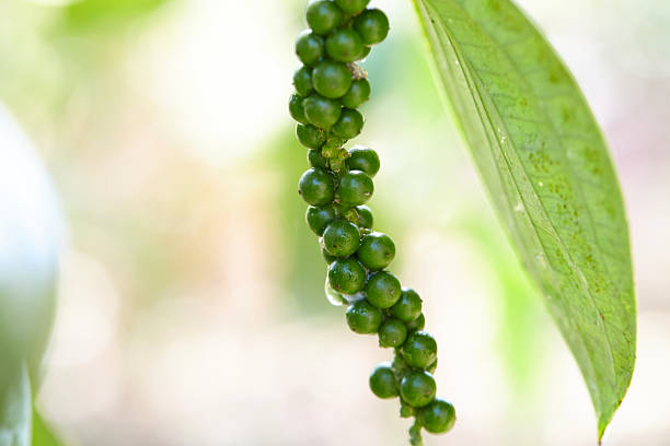 Top 6 Pepper Suppliers in Brazil in Week 22 of 2025: A Data-Driven Look at Brazil’s Pepper Export Powerhouse