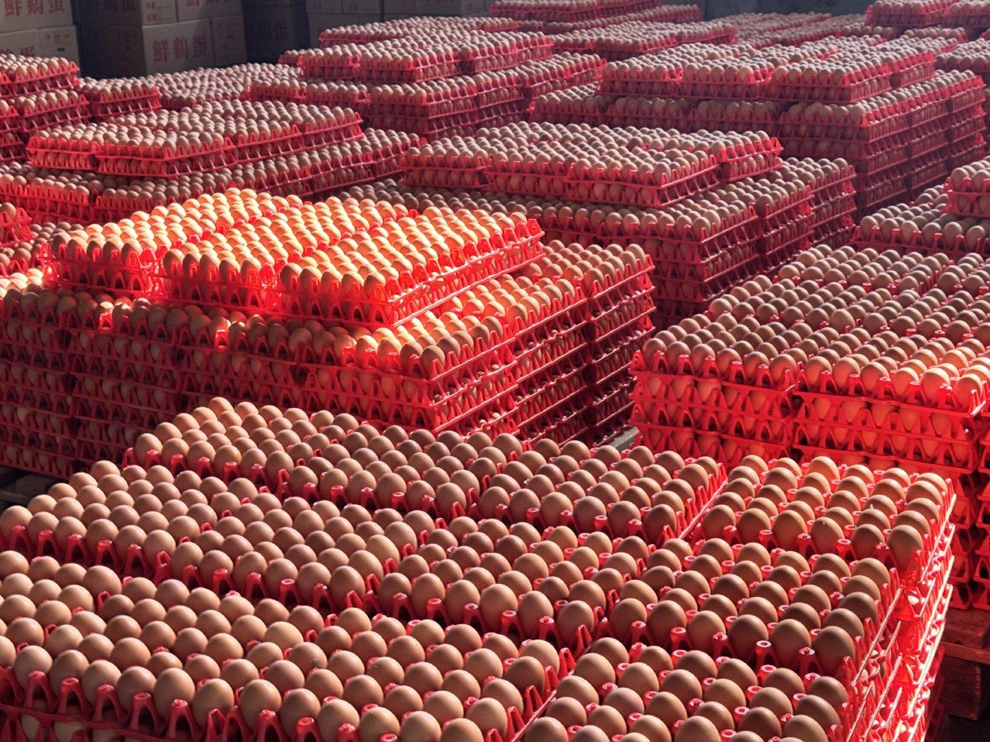 Fresh Eggs