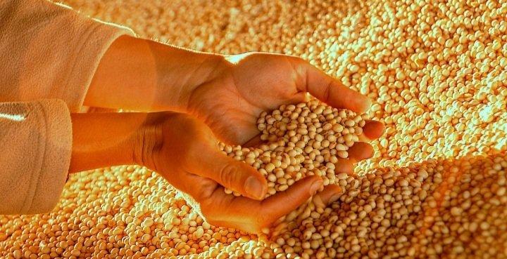 Gmo Soybean