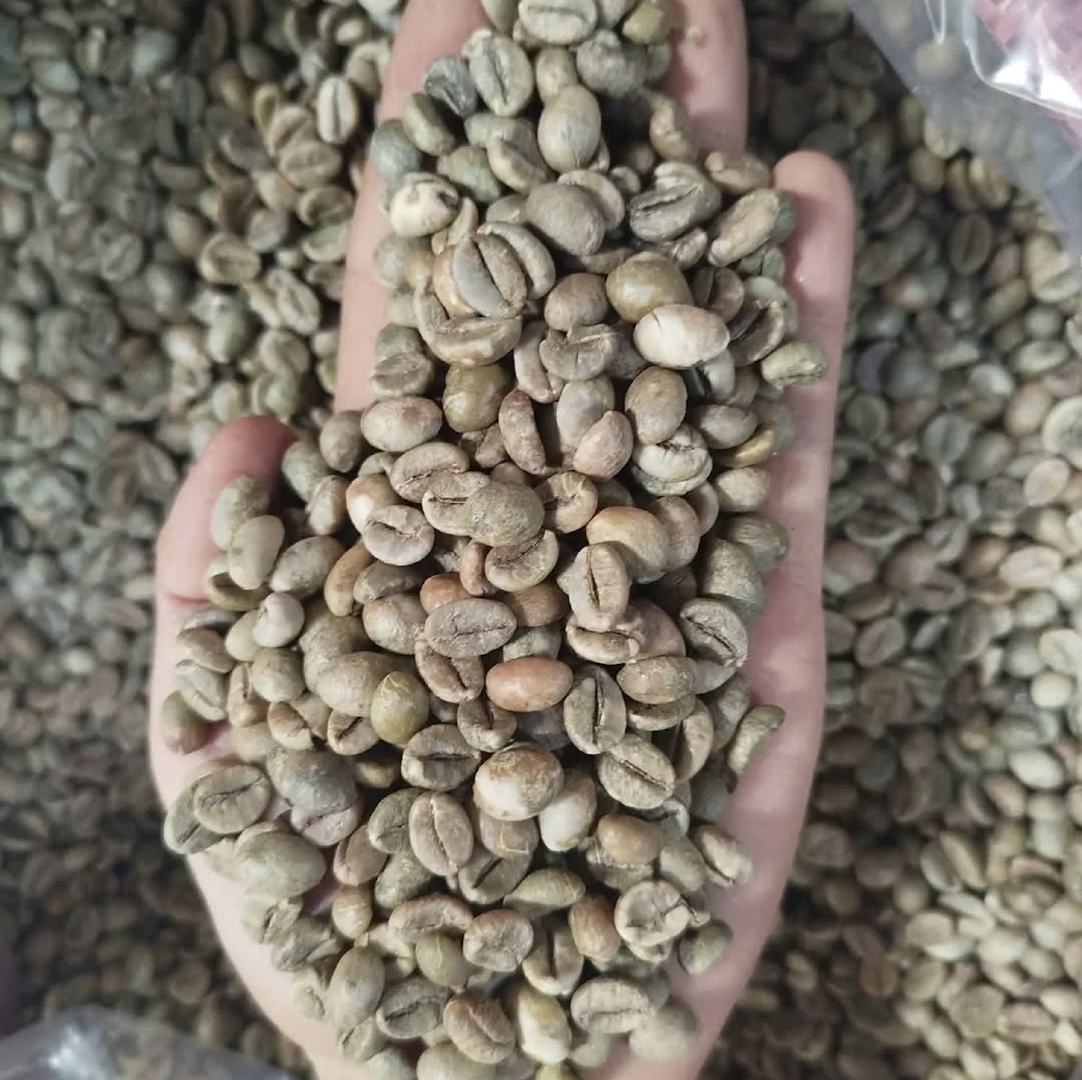 Premium Green Robusta Raw Coffee Beans 10kg OEM Bags Private Label Available