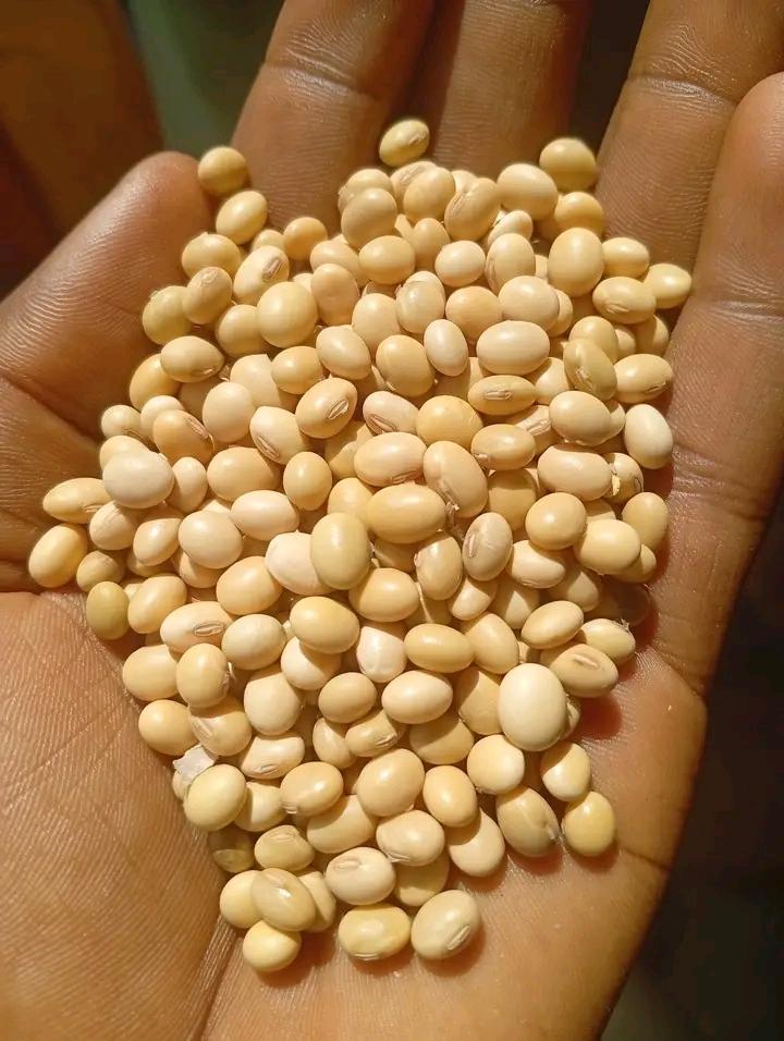 Natural White Sesame Seeds