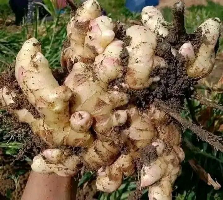 Fresh Ginger