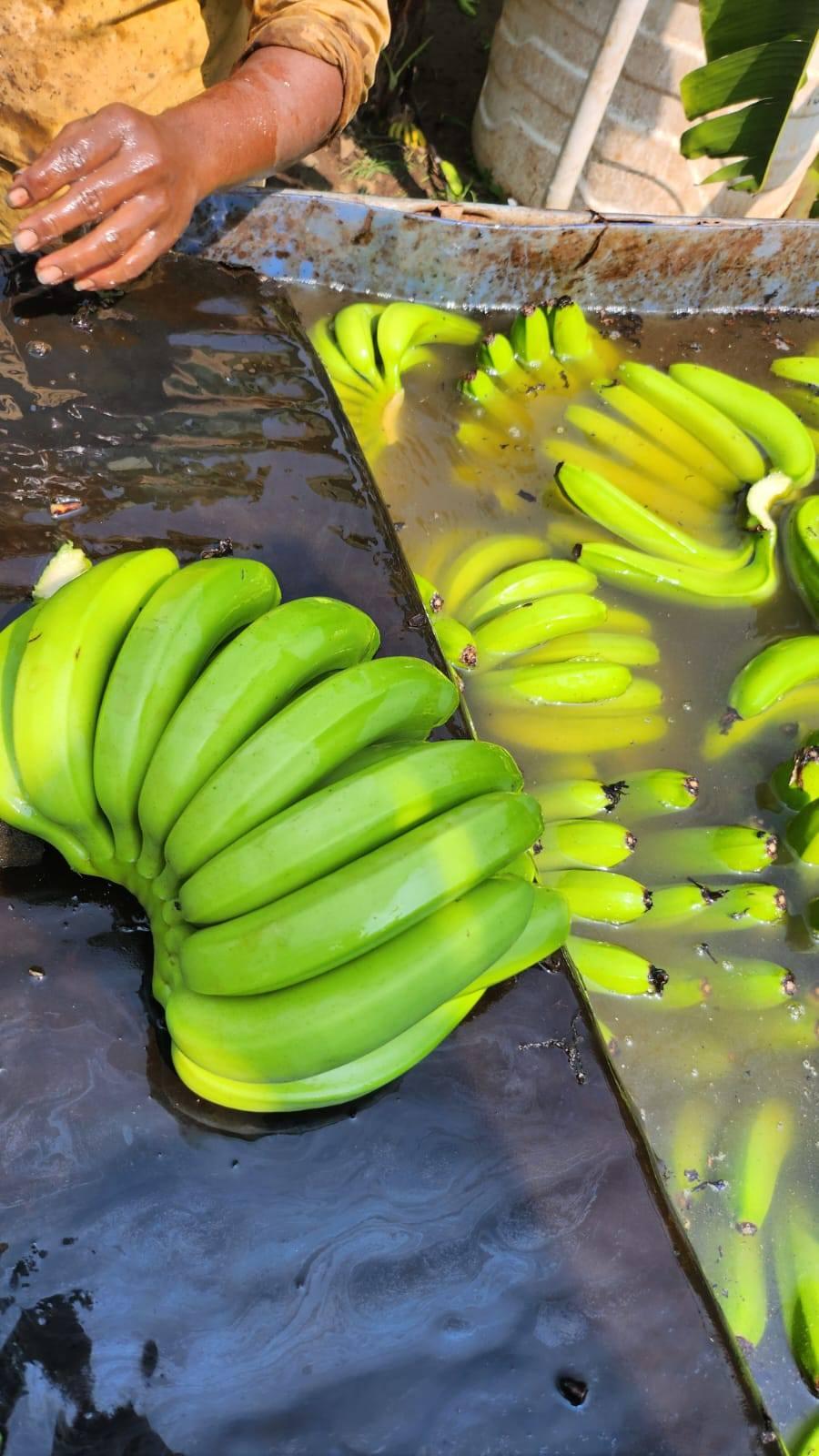 Banana Image 1