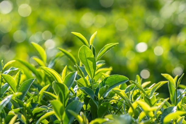 Top 4 Tea Suppliers in Belgium in Year 2025