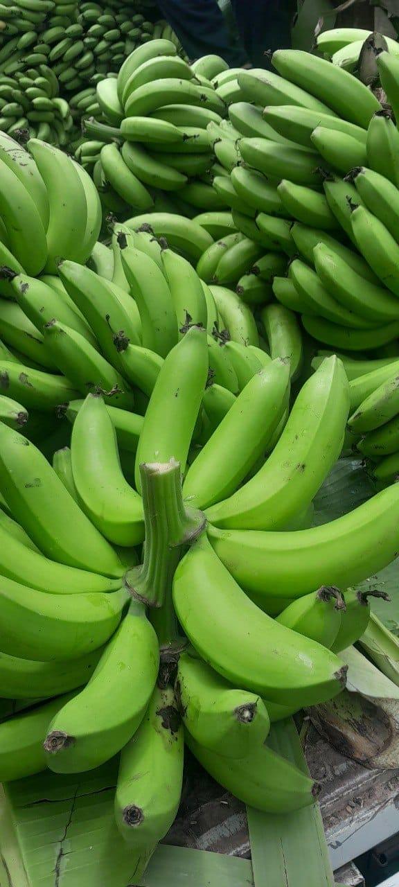 G9 banana Buying Leads, Buyers & Importer
