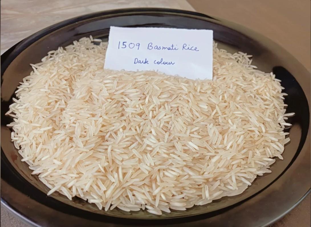 Rice 1509