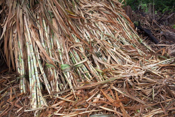 Top 4 Sugarcane Suppliers in Poland in Quarter 3 of 2025