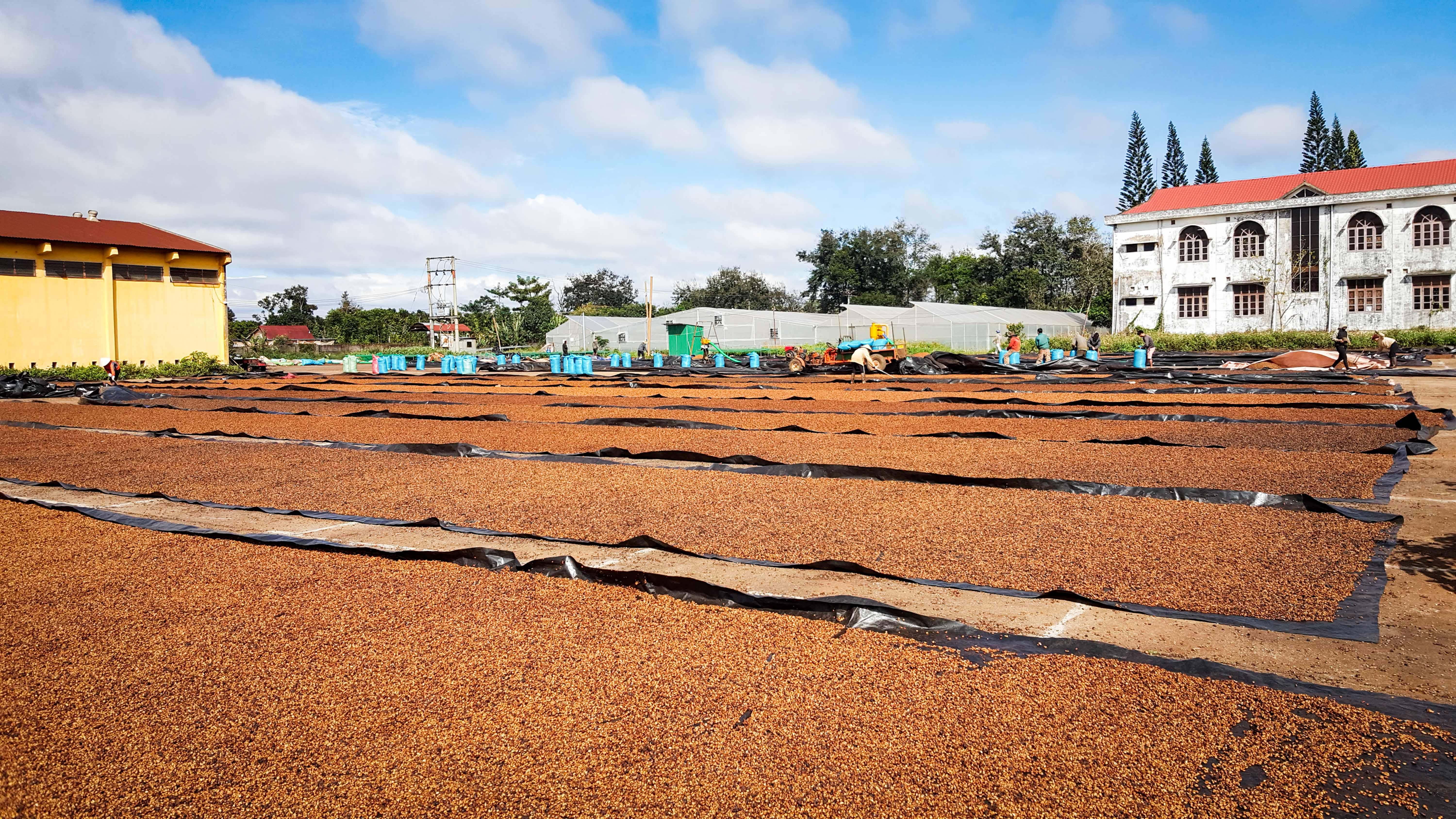 Robusta Green Coffee Beans (Vietnam)