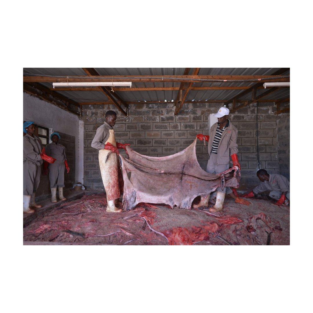 Premium donkey hides available in bulk ideal for leather manufacturers and tanneries