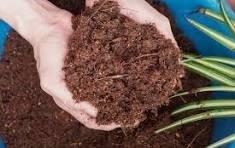 Cocopeat