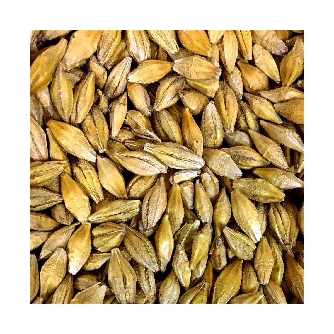 Bulk barley grain wholesale supply with fast global delivery Features GMO-Free Type Einkorn Wheat Packaging Size > 10 kg to 25 kg