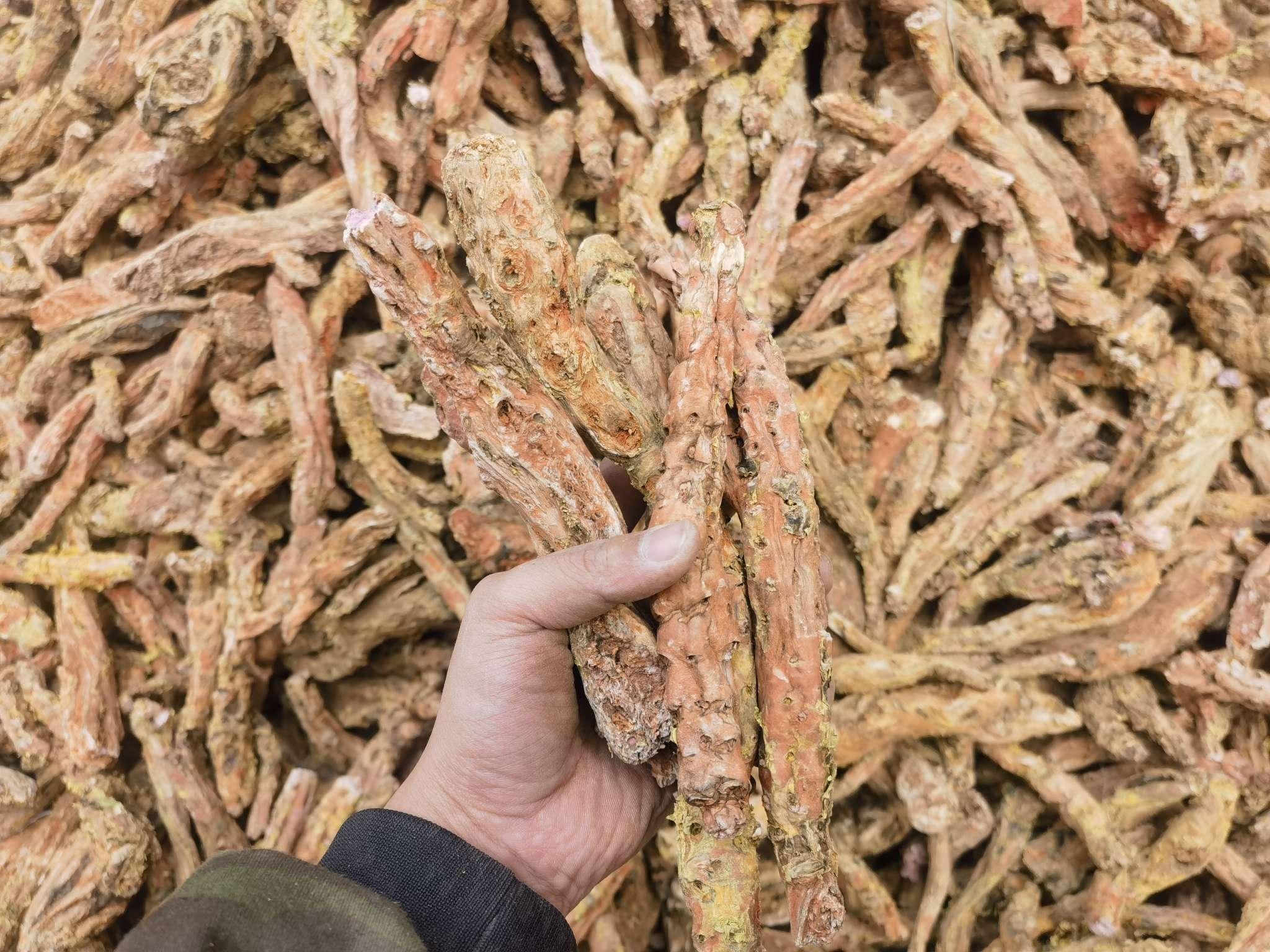 Rhodiola Rosea Root (CITES Certified) – Bulk Supply Packaging as requested Certification Cites Certified Sourcing Sustainable, Verified Suppliers In Northern Europe