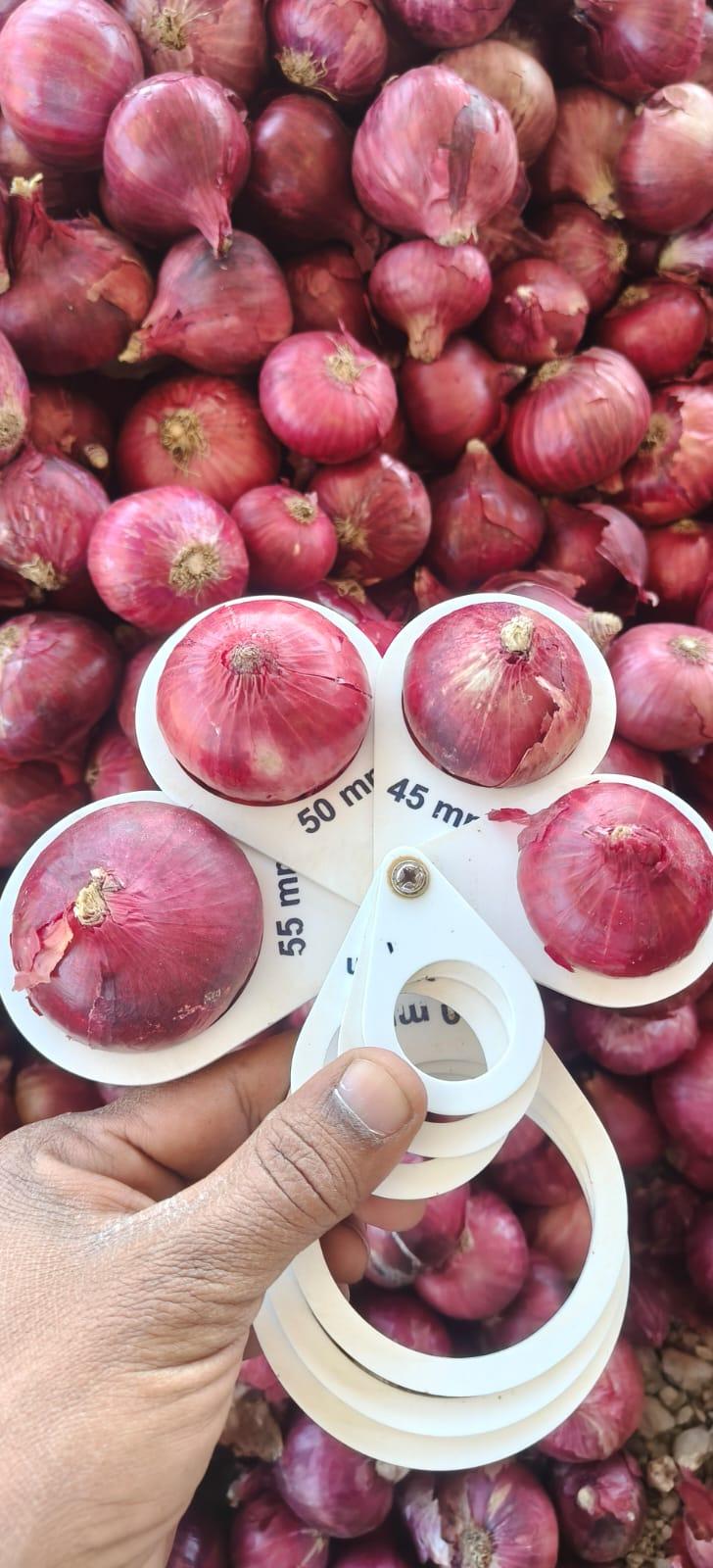 Premium Fresh Red Onion 55+ mm Size | Indian Red Onion | Farm Fresh | Export Quality | Wholesale Bulk