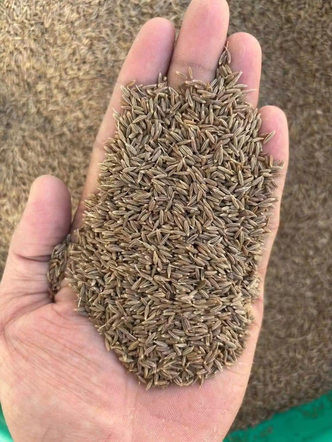 Cumin Seed 