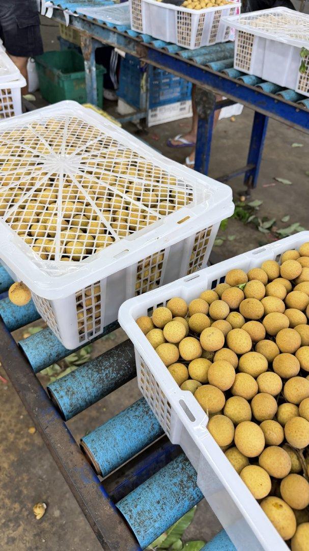 Longan Origin Thailand