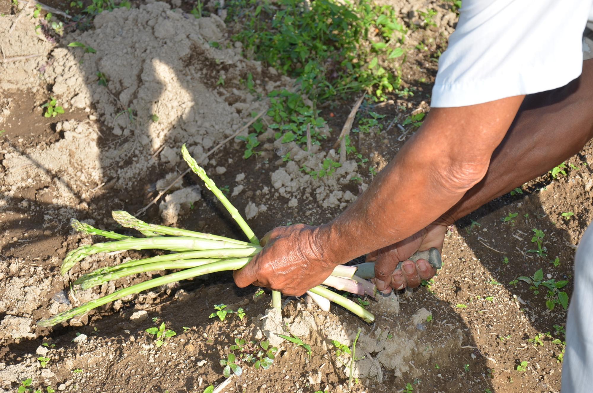 Fresh green Asparagus competitive price supplier From tanah Karo North Sumatra