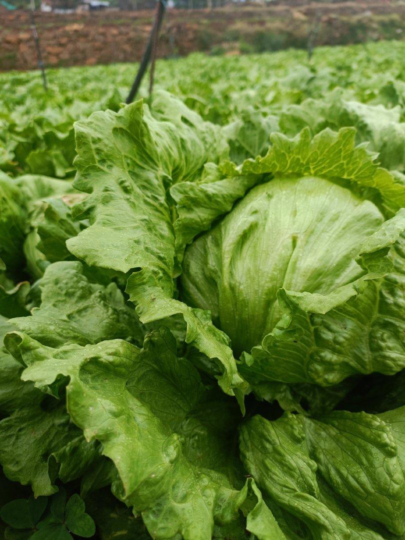 Fresh Iceberg Lettuce Stack