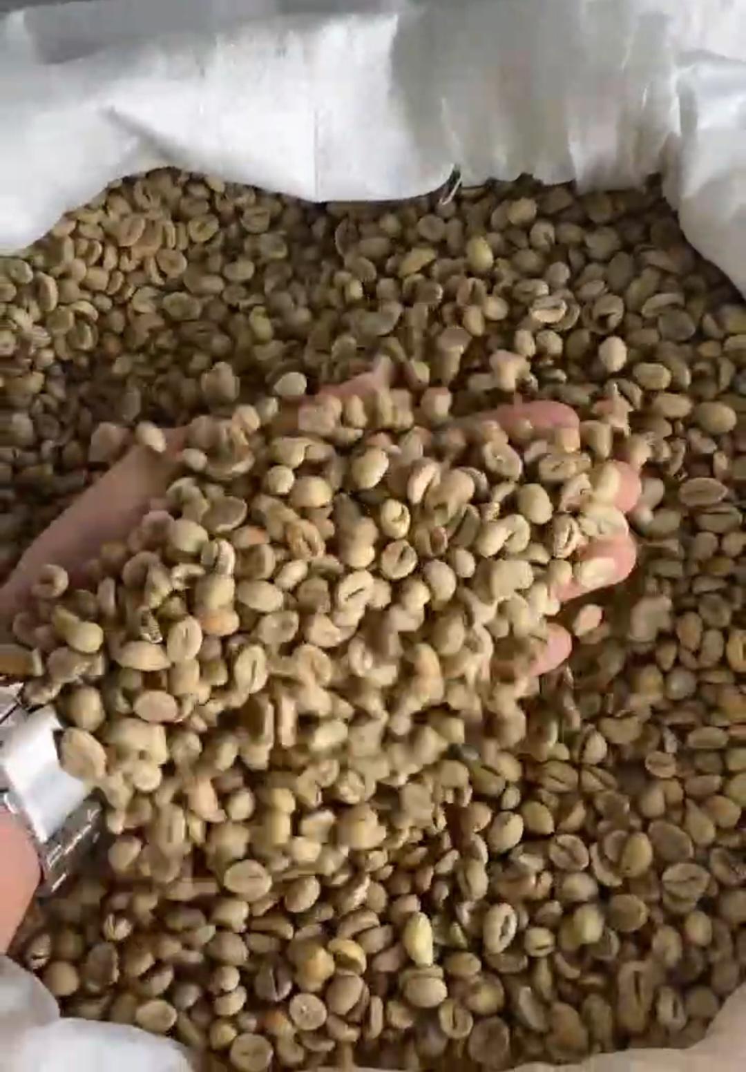 Robusta Green Bean coffee Origin Indonesia Product Type Coffee