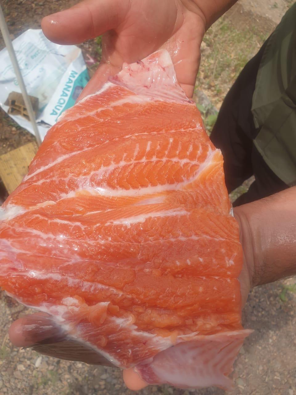 Salmon