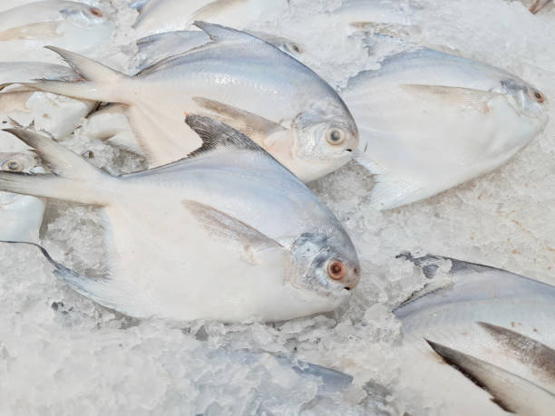 Top 5 Frozen Fish Suppliers in Kenya in July 2025: Urgent Update for Buyers Navigating a Shifting Market