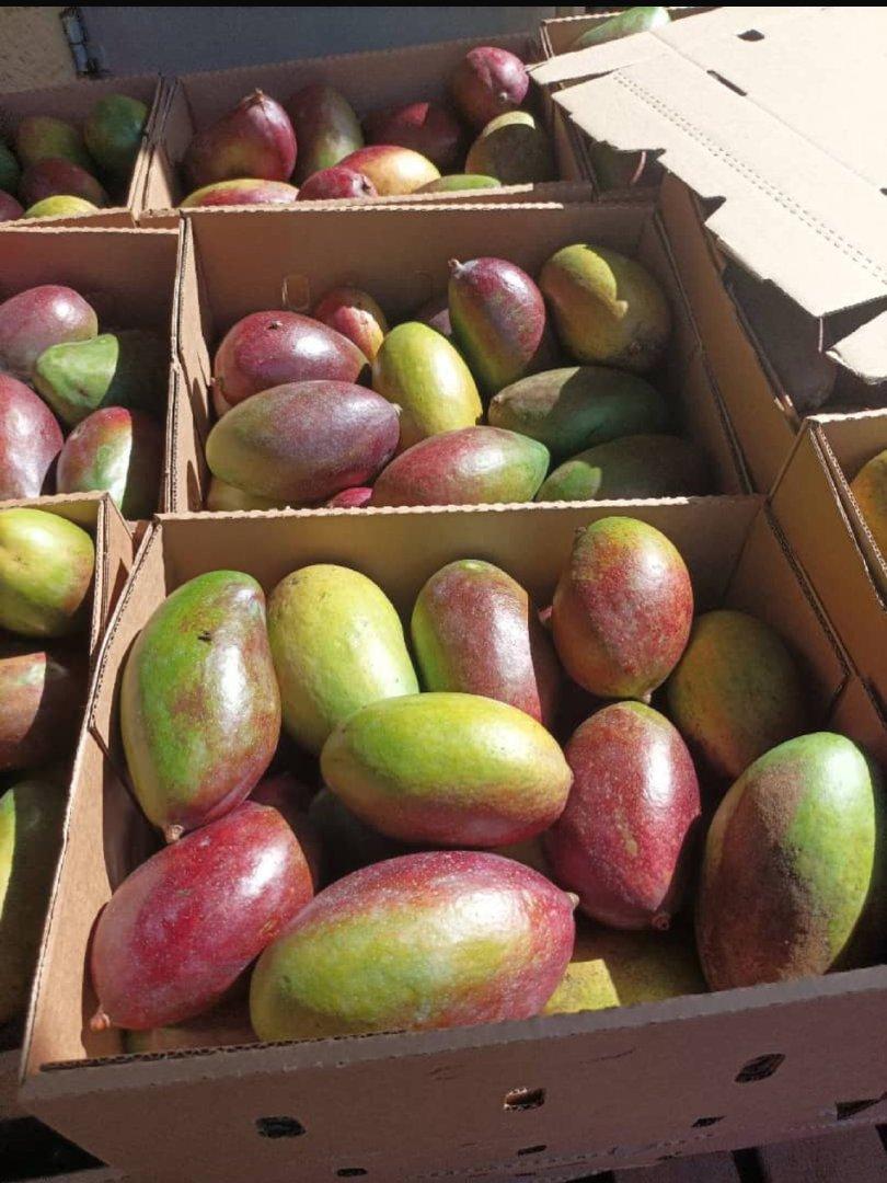 Ginger Bean Type Arabica Harvesting Method Carefully Selected Storage Conditions Controlled To Maintain Freshness Traceability Full Traceability From Farm To
