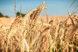 Premium Durum Wheat (Hard Wheat Grain) Grade A Purity High Texture Hard Shelf Life Long Uniformity High Color Amber-golden