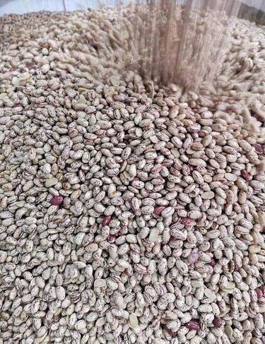 Raw Kidney Beans, Light Speckled Kidney Beans, Red Kidney Beans