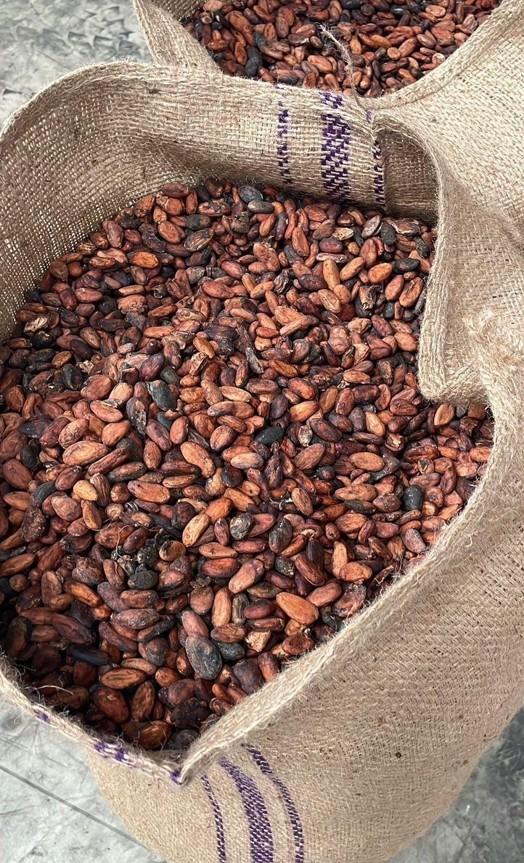Cocoa Bean