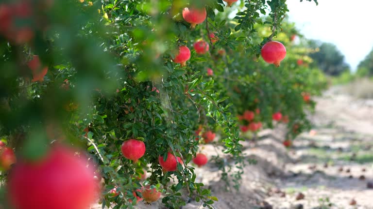 Top 4 Pomegranate Suppliers in France in Year 2025 – A Data-Driven Market Analysis