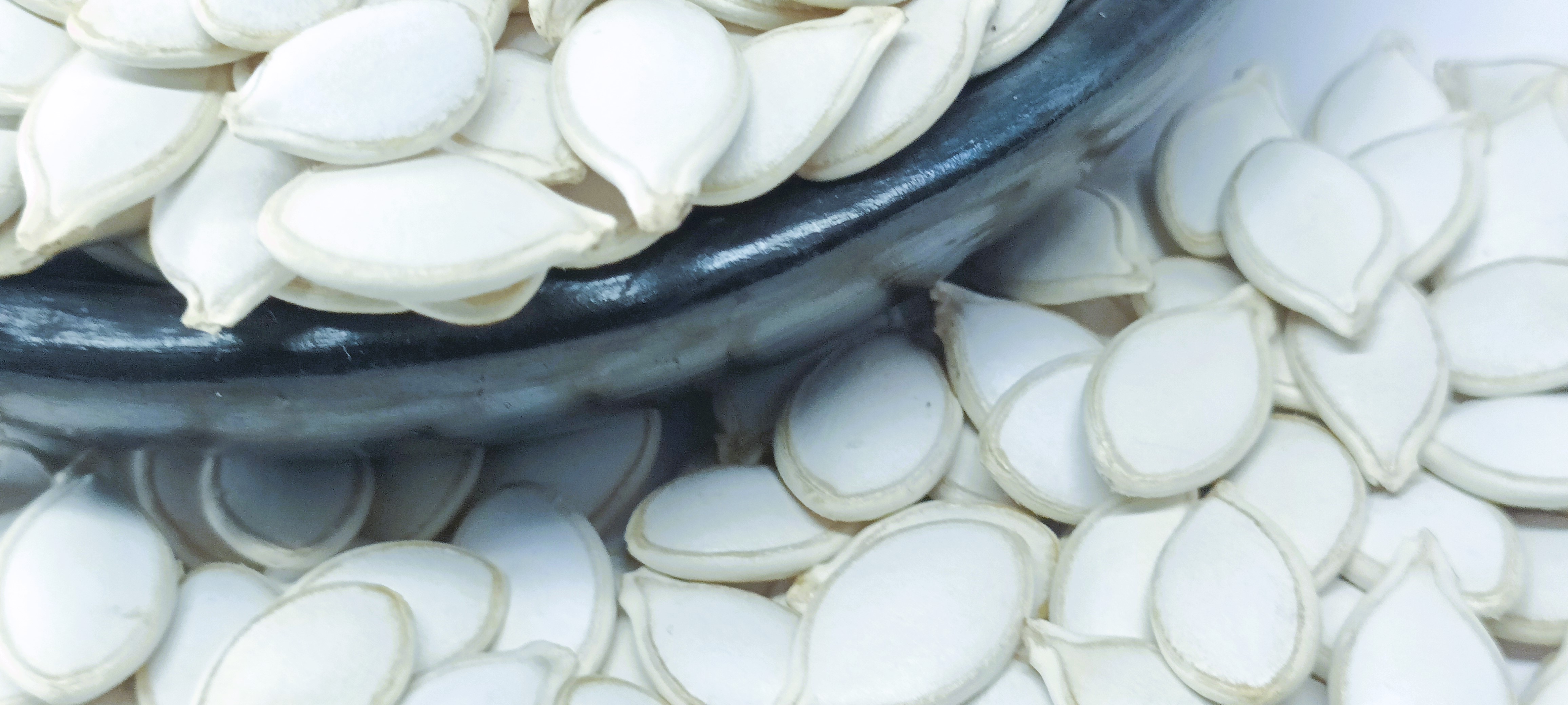 Ethiopian White Pumpkin Seeds for Export, Handpicked, Best Price, High Quality, Fresh Harvest 2024 Export Standard Bulk Quantity