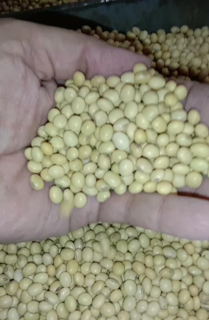 Discover the Top 4 Soybean Suppliers in India