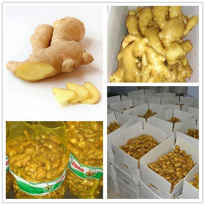 Fresh Ginger Buyer Dried Ginger Origin Netherlands Shelf Life 2 YEARS Color Natural Yellow Place of Origin THAILAND Transport Temperature 7-13℃