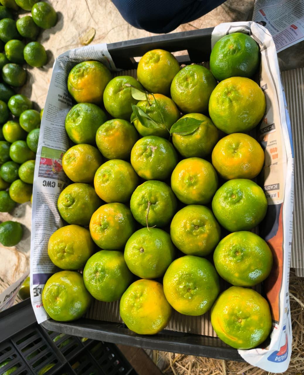 Premium Oranges 3
