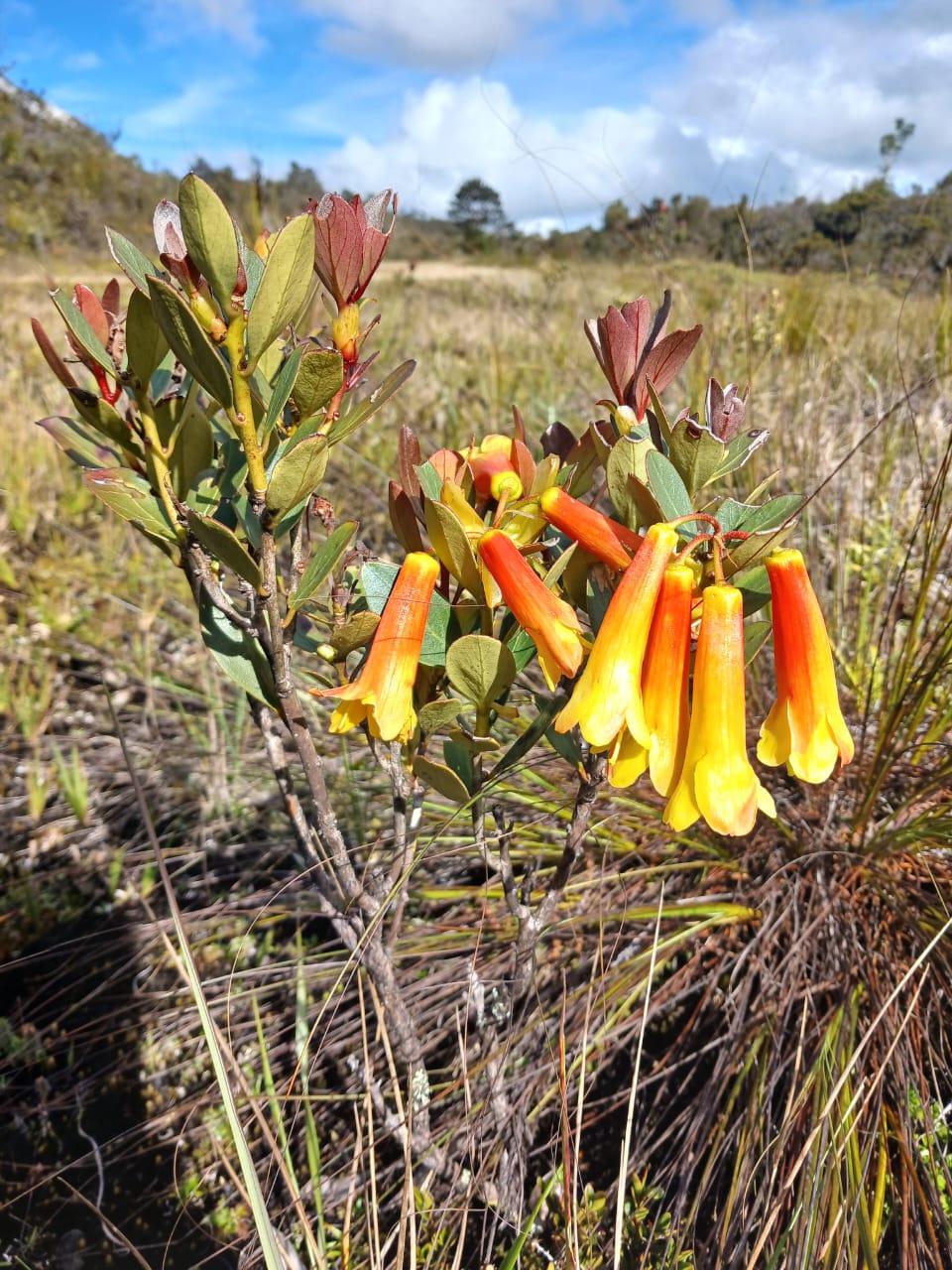 Rhododendron Brassii Sleumer