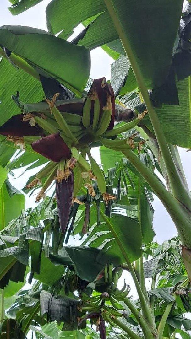 Plantains