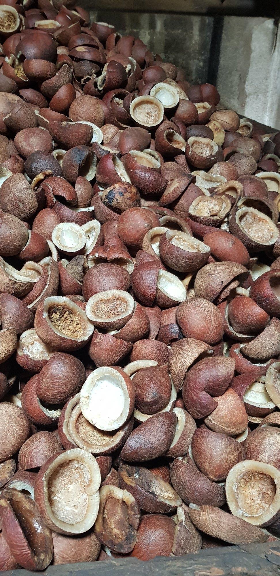 Dried Copra