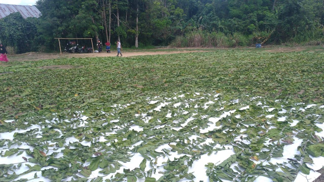 Cassia alata Products