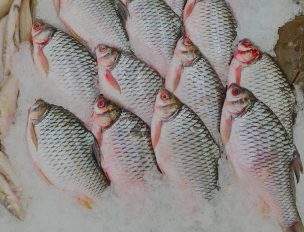 Your Expert Guide to Procuring Top-Tier Frozen Fish: Top 8 Frozen Fish Suppliers in Thailand in Year 2025