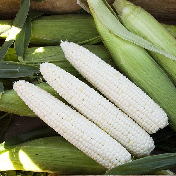White Corn Packaging
